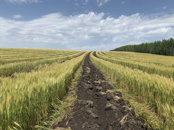 ▲8月2日，陈巴尔虎旗特泥河林场一处被毁的麦田。