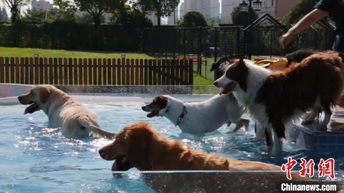 狗狗们在上海某宠物乐园内的游泳池里游泳、玩耍。　徐明睿 摄