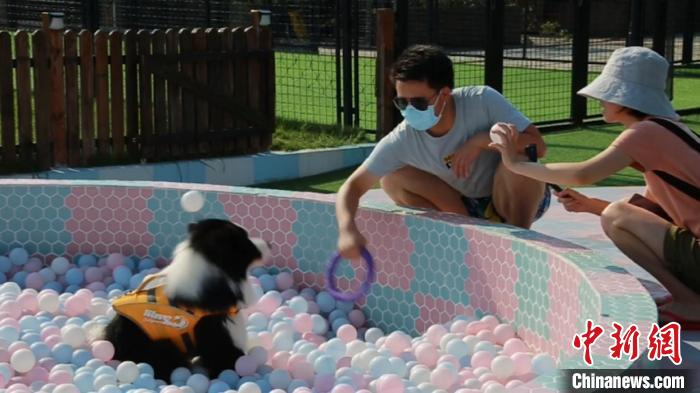 狗狗在上海某宠物乐园内的海洋球池内玩耍。　徐明睿 摄