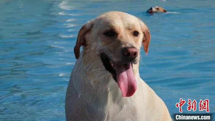 狗狗们在上海某宠物乐园内的游泳池里游泳、玩耍。　徐明睿 摄