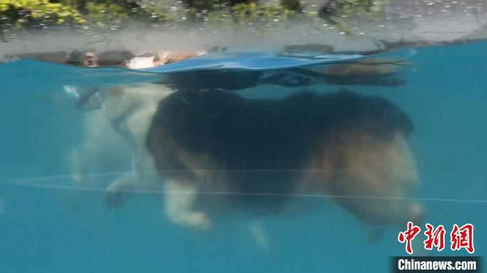 狗狗们在上海某宠物乐园内的游泳池里游泳、玩耍。　徐明睿 摄