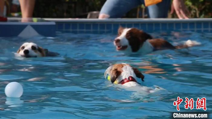 狗狗们在上海某宠物乐园内的游泳池里游泳、玩耍。　徐明睿 摄