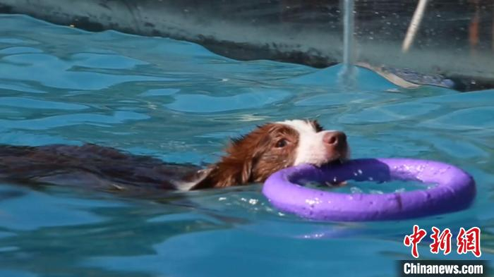 “麋鹿”在泳池里玩耍。　徐明睿 摄