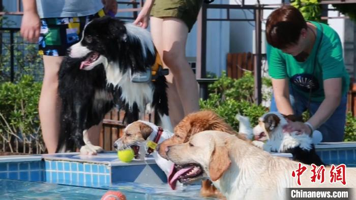 狗狗们在上海某宠物乐园内的游泳池里游泳、玩耍。　徐明睿 摄