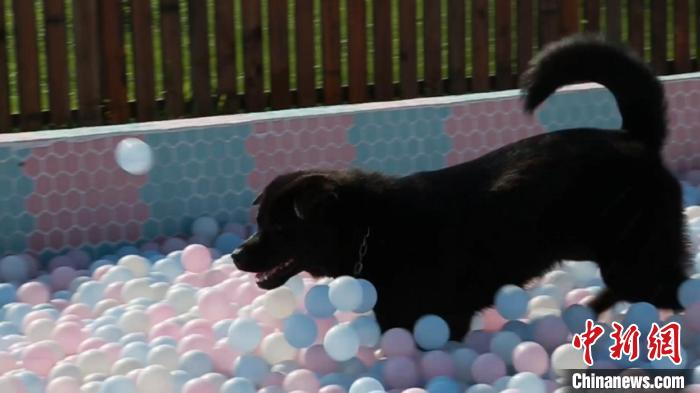 狗狗在上海某宠物乐园内的海洋球池内玩耍。　徐明睿 摄