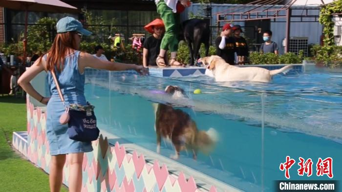 王女士与她饲养的边牧一起玩耍。　徐明睿 摄