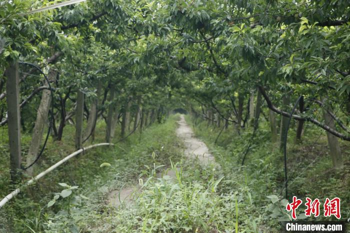 陆其华的李子园 胡徐峰 摄