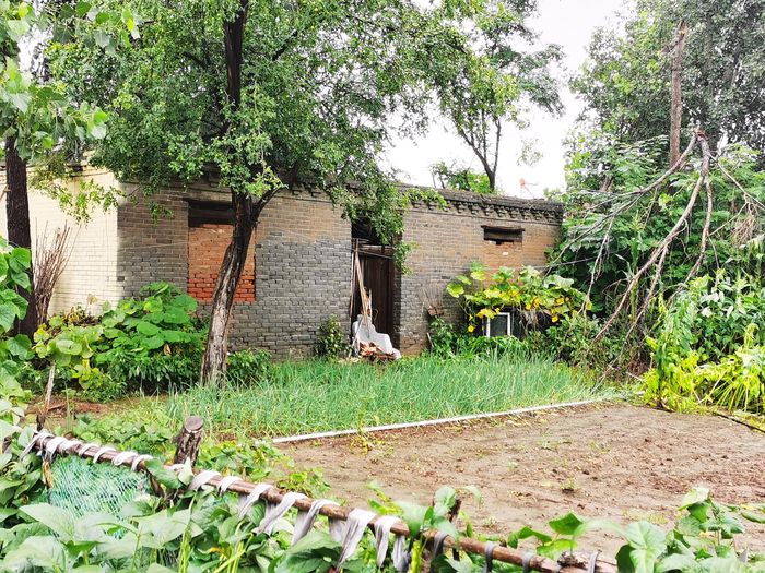 赵智勇在农村老家的房屋，屋顶已倒塌。澎湃新闻记者 朱远祥 图