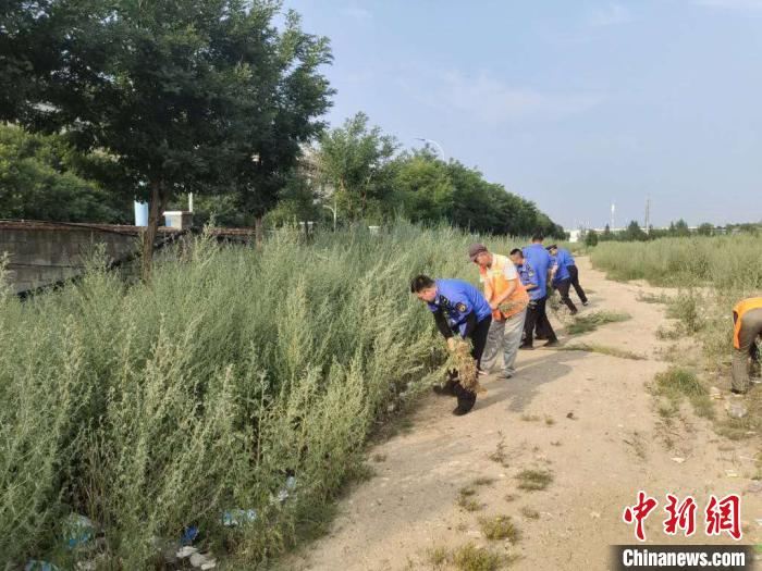 图为赛罕区城管部门在清理蒿草。　张林虎 摄