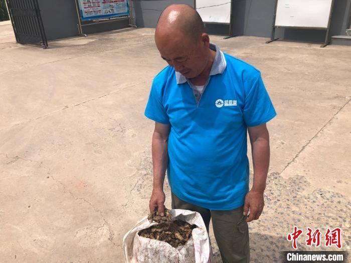 申爱荣有20多头牛，上山放牛时，他会顺便沿路采集药材。　李庭耀 摄