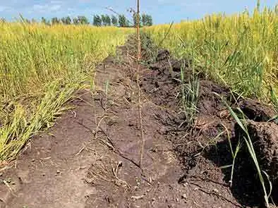 ▲8月2日，陈巴尔虎旗特泥河林场一处被毁的麦田里，一些突击种上的树苗已经枯萎。