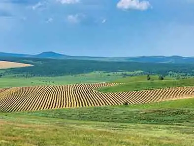 ▲8月2日，陈巴尔虎旗特泥河林场大片麦田、油菜田，被铲出一道道黑绿相间的“斑马线”。