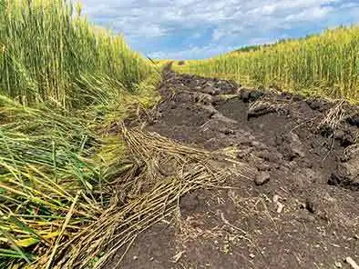 ▲8月2日，陈巴尔虎旗特泥河林场一处被毁的麦田。新华每日电讯记者王靖摄