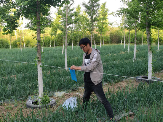 　　高亮在防治虫害。小黑垡科技小院供图