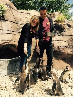  科尔切斯特动物园的企鹅