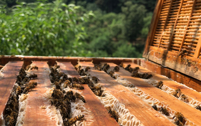 目前密云蜂农普遍养殖上百群蜜蜂。新京报记者 田杰雄 摄