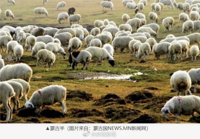 资料图：蒙古羊 来源：蒙古国NEWS.MN新闻网