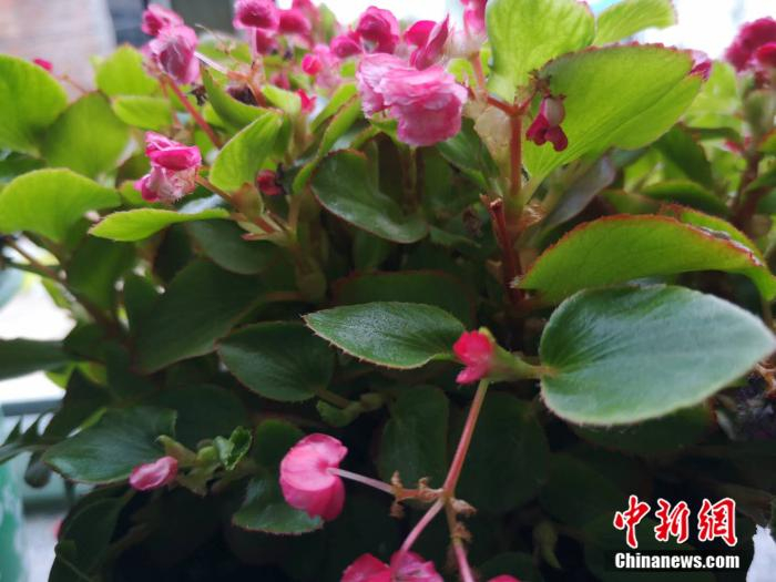 牛丽艳家的花开的正好。 郎朗 摄