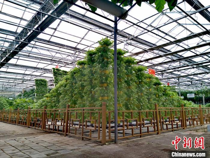     高新无土栽培区里种植的蔬菜　高龙安　摄