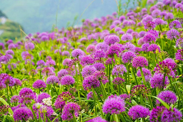 图源阿西里西旅游区