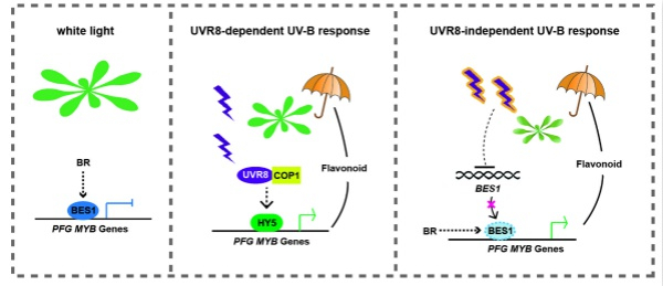 图说：植物响应UV-B胁迫的工作模型 采访对象供图