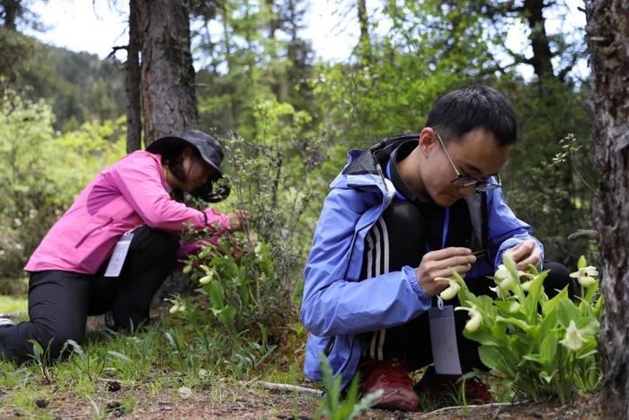 为保护兰花资源，科技工作者在给黄花杓兰进行异花授粉 江宏景 摄