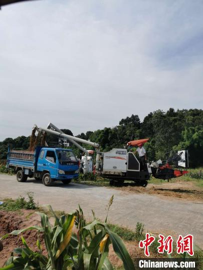 图为红高粱装载现场。　张燕 摄