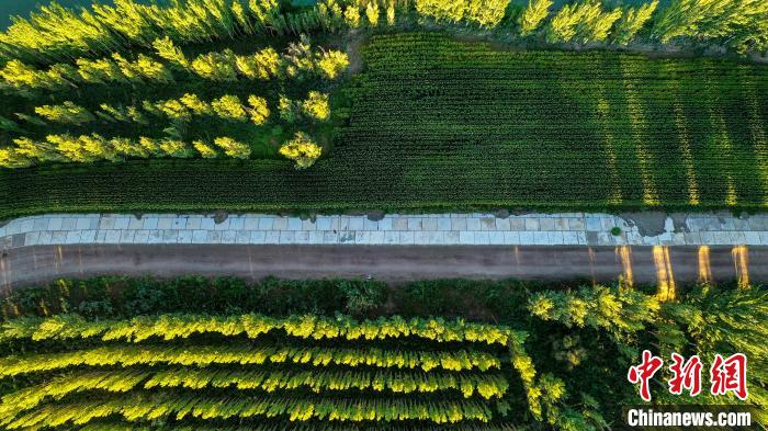 航拍新疆博湖县开都河畔两岸树林，满目绿色惹人醉。　年磊 摄