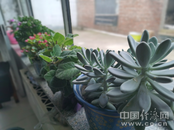 牛丽艳家窗台上的花。（经济日报-中国经济网记者武晓娟/摄）