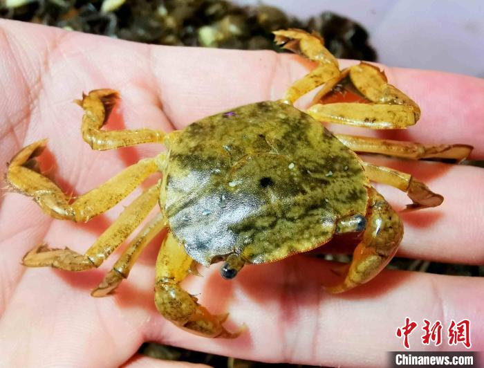 憨态可掬的“爬蝲” 李晓春 摄