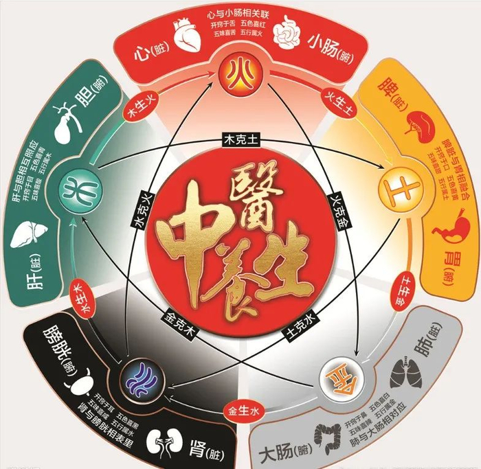 身体的五大黄金:心肝脾肺肾(全面讲解)