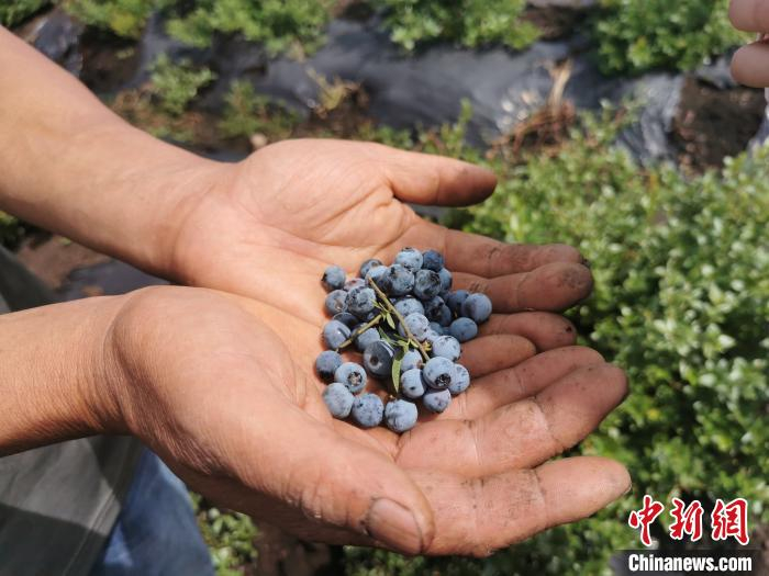 安图蓝莓。　李露 摄