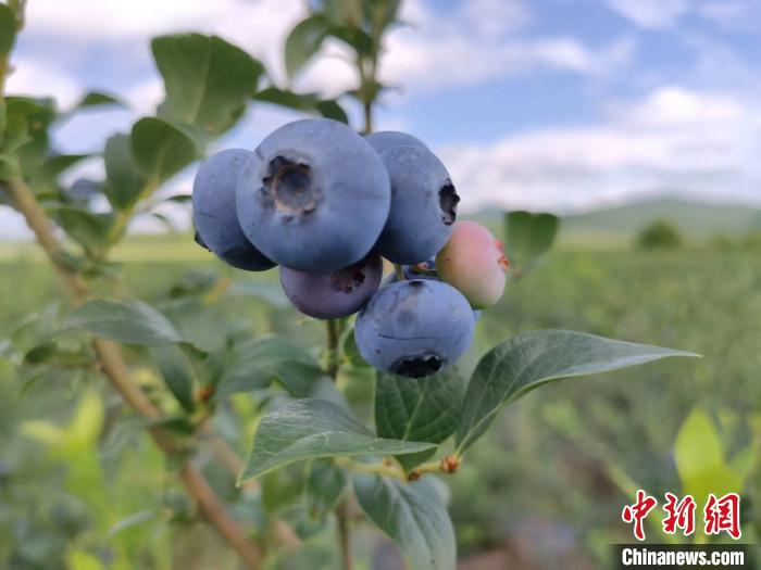     安图蓝莓。　李露　摄
