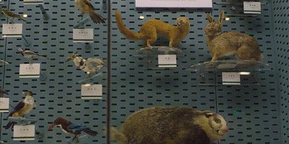 ▲在参观博物馆时闻到与展品对应的气味