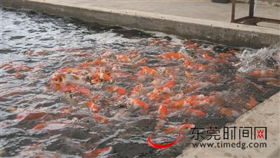 ▲何洪桂的锦鲤养殖场