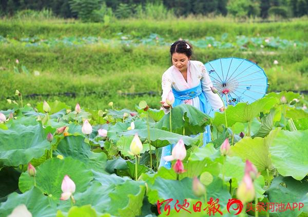 荷香田园美、虾趣引游客，这里才是夏天的标配