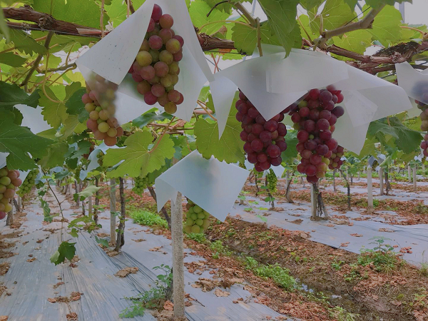 图说：不同品种的葡萄  来源/采访对象供图（下同）