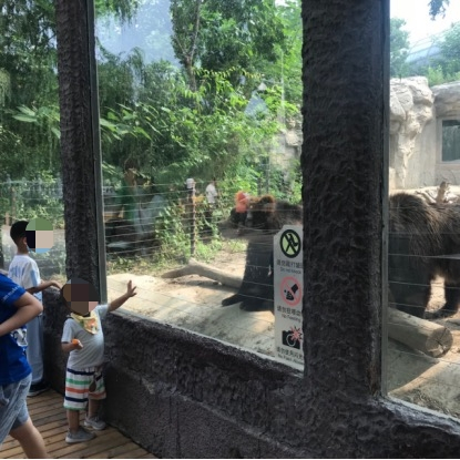 有孩子在“熊山”游览点拍打玻璃。新京报记者 摄