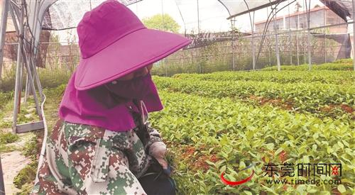 ■东莞帮扶黄沙村发展草珊瑚种植产业，带动贫困户脱贫增收。图为村民李小红在打理药苗