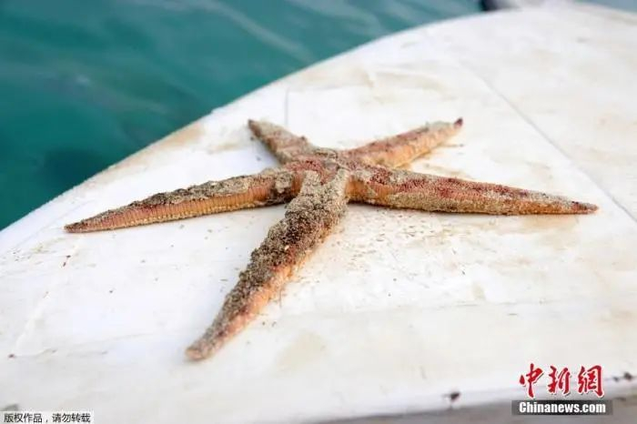 ▲毛里求斯近海发生漏油事故后，海边发现的海星尸体。