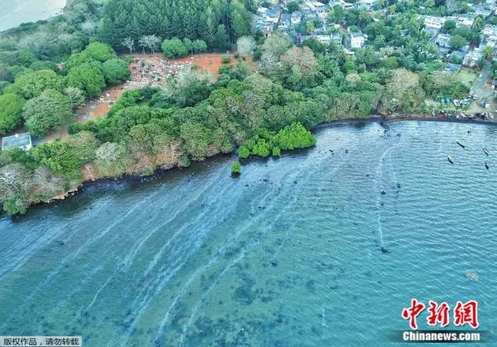 ▲红树林附近水域遭泄漏的燃油“入侵”。