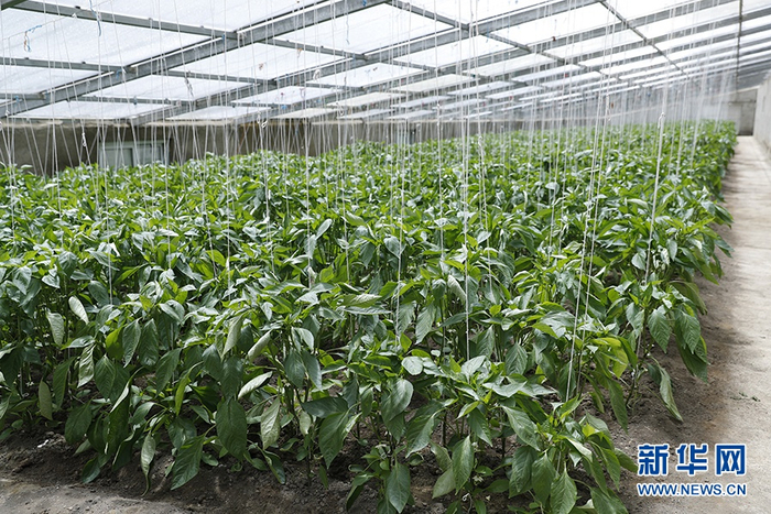 　　这是隆子县“菜篮子”园区里种植的龙椒。新华网记者焦鹏摄