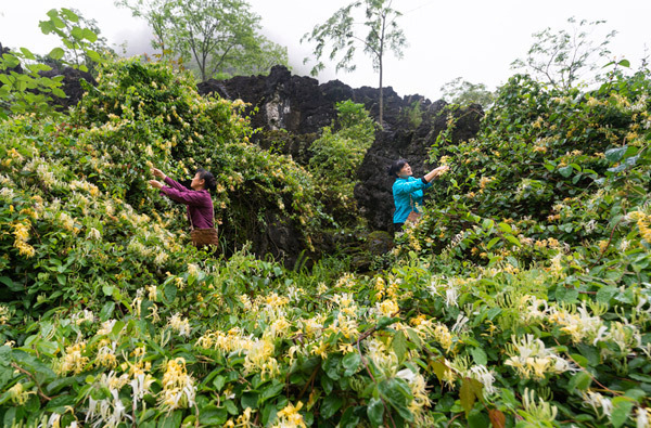 忻城县北更乡村民采摘金银花。  忻城县委宣传部供图 