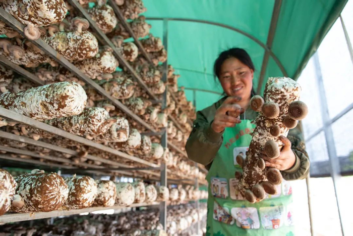 昭通市鲁甸县卯家湾搬迁安置区的扶贫产业园区里的食用菌种植基地。高伟 摄