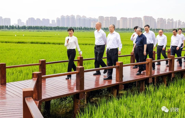 绿色生态屏障区里小站稻飘香