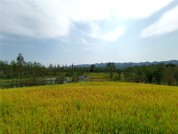 综合示范地美景。朱林国 摄