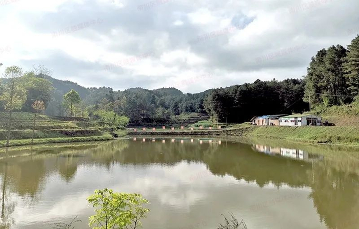 冷水关镇生态小龙虾基地 图：南川发布