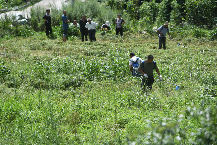 2020年8月2日，村民们在藤茶基地锄草，每锄一亩160元。新京报记者 王颖 摄