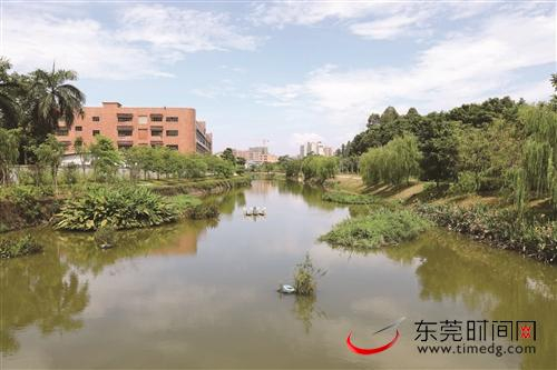 ■整治后的石排镇海仔河示范段