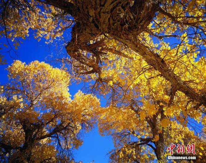 黄松辉 摄 图片来源：CTPphoto